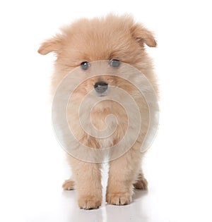 Sweet Tan Colored Pomeranian Puppy on White