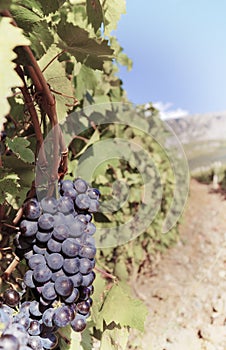 Sweet and tasty blue grape bunch