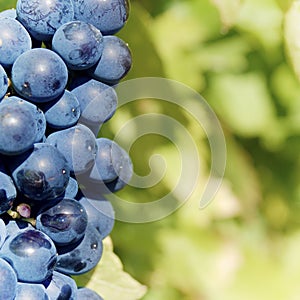 Sweet and tasty blue grape bunch
