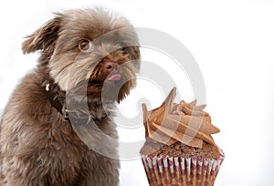 Sweet temptation, dog eats forbidden food