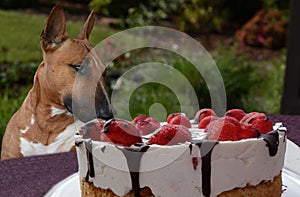 Sweet temptations, dog alone with a strawberry cake