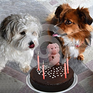 Sweet temptations, dogs alone with a chocolate cake