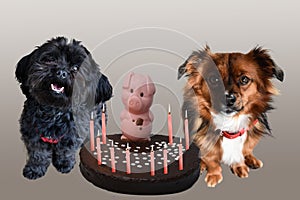 Sweet temptations, dogs alone with a chocolate cake