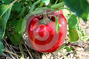 Sweet thick red pepper called California wonder growing in local garden surrounded with green and dried leaves photo