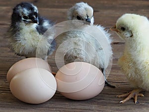 Sweet tiny chicks and eggs