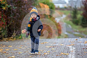 Sweet toddler blond child, cute boy, playing in autumn park with colofrul trees and bushes