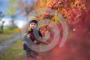 Sweet toddler blond child, cute boy, playing in autumn park with colofrul trees and bushes