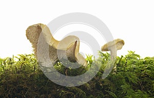 Sweet tooth, Hydnum repandum among moss photographed against a white background