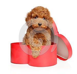 A sweet Toy Poodle puppy in a festive heart-shaped gift box