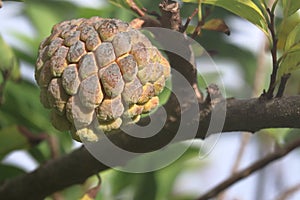Sweet tropical Atemoia fruit hanging on the tree branch. Fruit also known as green pine cone, custard apple, sweep-sop