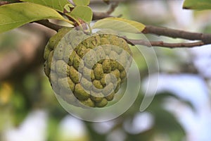 Sweet tropical Atemoia fruit hanging on the tree branch. Fruit also known as green pine cone, custard apple, sweep-sop photo