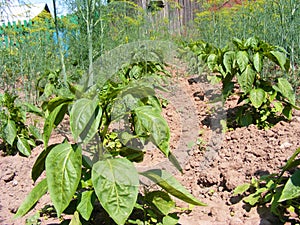 Sweet unripe and ripening peppers.