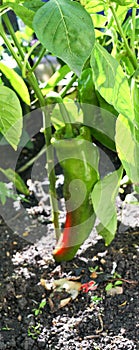 Sweet unripe and ripening peppers