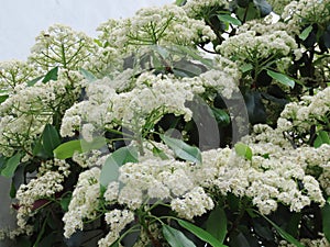 Sweet viburnum blossoms