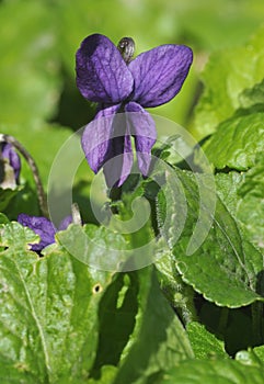 Sweet Violet