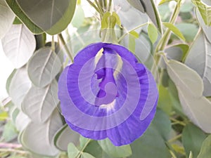 Sweet Violet Clitoria ternatea