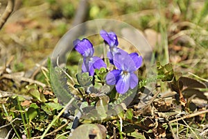 The Sweet Violet, English Violet, Common Violet, or Garden Violet , Viola odorata