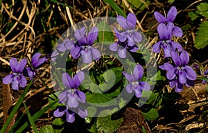 Sweet violet on the spring meadow