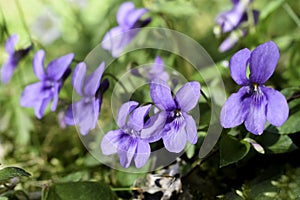 The Sweet violet of spring