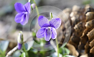 The Sweet violet of spring