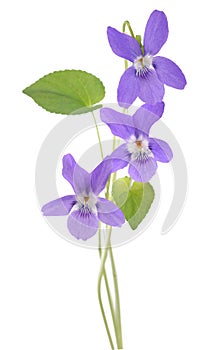 Common Violet plant