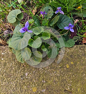 Sweet violet - Viola odorata