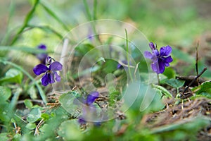 The sweet violet (Viola odorata)