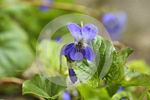 The Sweet Violet - Viola odorata