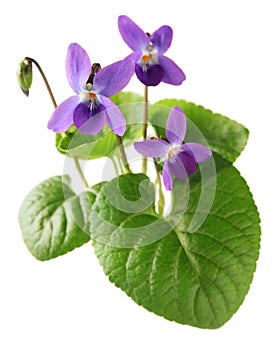 Sweet violet, viola odorata photo