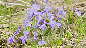 Sweet violet viola odorata. Plants with green leaves, blue flowers in wild nature.