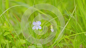 Sweet violet viola odorata. Plants with green leaves, blue flowers in wild nature.