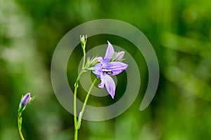 Sweet violet Viola odorata with sleeping insect in flower head