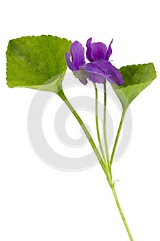Sweet violet (Violaceae, Viola odorata)