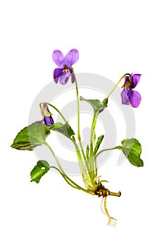 Sweet violet or wood violet, viola odorata isolated on white background