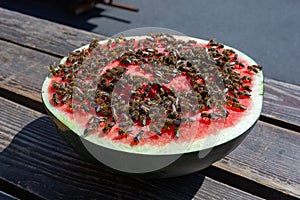 Sweet watermelon. A huge number of bees on a ripe red watermelon