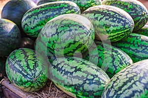 Sweet watermelon, a large number of large green organic crops on the farmers market in Thailand, Asia. Fruit for weight loss and