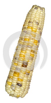 Sweet waxy corn photo