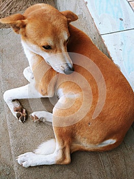 sweet and well-behaved dog