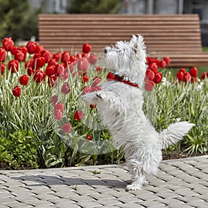 Sweet West Highland White Terrier - Westie, Westy Dog Play near tulip flowers