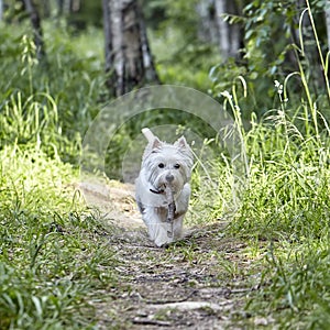 Sweet West Highland White Terrier - Westie, Westy Dog Play with stick in Forest