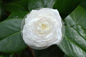 Camelia