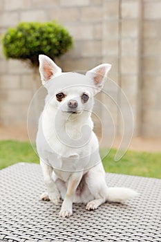 A sweet white chihuahua dog in a garden