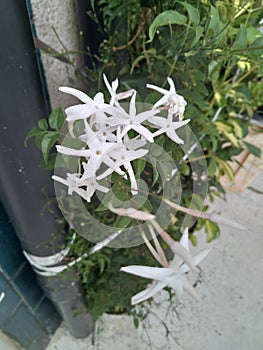 Sweet white Flowers