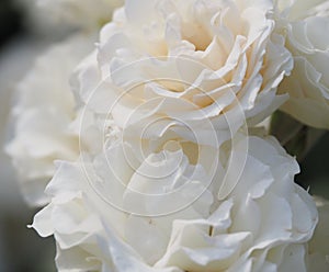 Sweet White Roses