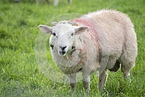 A sweet white sheep chewing on grass in Castlegregory Ireland.