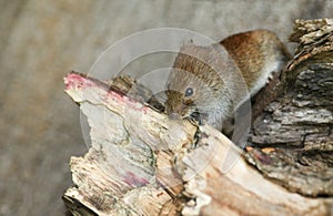 A cute wild Bank Vole, Myodes glareolus foraging for food in a log pile in woodland in the UK. photo