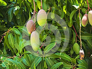 Sweet Wild Mangos Fruit Tree in Florida
