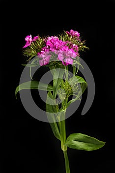 Sweet william against black