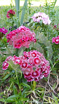 Sweet William diantha flowers