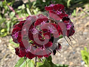 Sweet William / Dianthus barbatus / Bartnelke, l`oeillet du poÃÂ¨te, Oeillet des poÃÂ¨tes, Oeillet barbu, Clavel del poeta photo